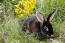 A black rex rabbit's beautiful tall white ears