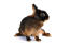 A beautiful young tan rabbit with an incredible dark tan coat and short ears