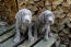 Slovakian-rough-haired-pointer-puppies