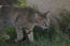 Arabian mau cat hunting in the grass