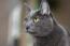 An alert korat cat with big ears