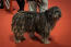 A bergamasco showing off it's well groomed corded coat