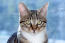 DraGon li cat portrait with intense eyes