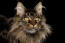 Close up of maine coon cat with intense expression