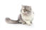 Soft grey and white persian cameo bicolour cat against a white background
