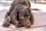 American water spaniel lying on a patio