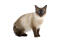 Young balinese cat against a white background