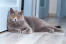 British shorthair cat lying on a kitchen floor
