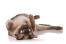 A chocolate burmese cat rolled onto its back