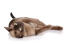 A chocolate burmese cat rolling over