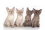 A group of GorGeous burmese kittens