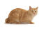 An orange tabby kurillian bobtail with amber eyes