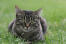 A tabby manx cat lying in the grass