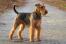 An airedale terrier standing tall, awaiting a command from it's owner