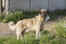 A beautiful anatolian shepherd dog, showing off it's wonderful, strong body