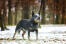 A beautiful australian cattle dog, standing tall with it's ears perked