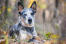 A close up of a australian cattle dog's beautiful sharp ears