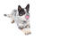 An australian cattle dog with a lovely mottled coat