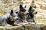 Three australian cattle dogs lying neatly next to each other