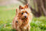 An australian terrier with a little wet nose and pointy ears