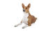 A beautiful young brown and white basenji lying down