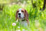 A beautiful little beagle, poking it's head out of the long grass