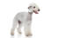 The lovely white coat of a young bedlington terrier