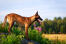 A belgian malinois showing off it's wonderful physique