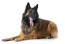 A handsome belgian shepherd dog (tervueren) lying down