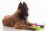 A young belgian shepherd dog (tervueren) lying down with his toys