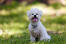 A beautiful, little bichon frise sitting neatly, waiting for a command