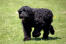 A black russian terrier's beautiful, long body and giant paws