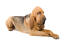 A healthy adult bloodhound lying down with it's paws neatly crossed