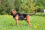 An adult male bloodhound showing off his wonderful, long body