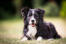 An intelligent border collie lying neatly, waiting for some commands