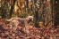 A border terrier amongst the leaves, with a beautiful thick, wiry coat