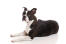 A mature adult boston terrier with a lovely strong physique