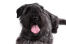 The handsome face of a bouvier des flandres lying down