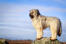 A healthy adult briard standing tall, showing off it's thick soft coat