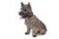 A young cairn terrier puppy with a short and thick coat