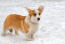 A healthy adult cardigan welsh corgi enjoying the Snow