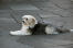 A long haired catalan sheepdog lying beautifully