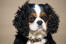 A cavalier king charles spaniel's beautiful, scruffy ears