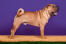 A healthy, male chinese shar pei showing off its beautiful, strong body