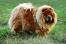 A beautiful, adult chow chow enjoying some exercise on the grass