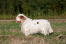 A healthy adult clumber spaniel with a long, thick coat