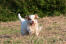 A lovely clumber spaniel enjoying some exercise outside