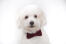 A beautiful coton de tulear in a bow tie