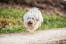 A bounding coton de tulear on a walk