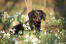 A dachshund with a lovely black coat, poking it's head out of the grass